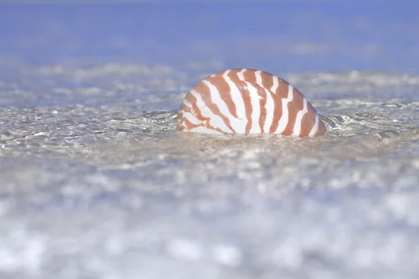 Skorupy nautilus w krystalicznie czystą wodę morską — Zdjęcie stockowe