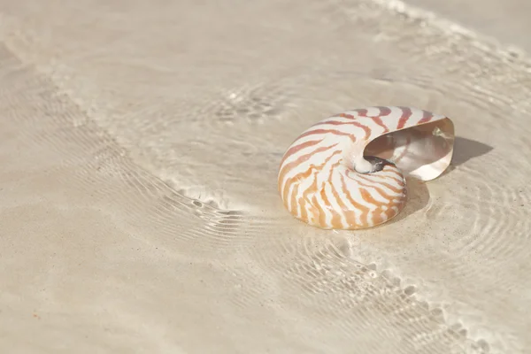 Nautilus shell in crystal clear sea water — Stock Photo, Image