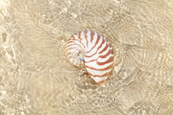 Nautilus-Muschel in kristallklarem Meerwasser — Stockfoto