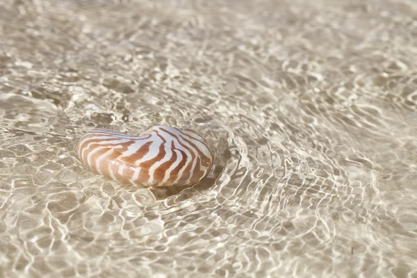 Guscio nautilus in acqua cristallina di mare — Foto Stock