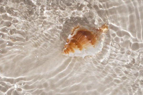 stock image Beatyfull seashell bursa in sea water, shallow dof