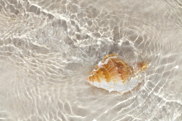 Beatyfull bursa de concha de mar en agua de mar — Foto de Stock