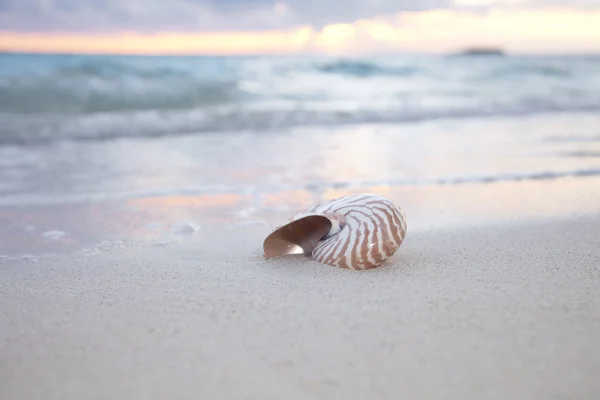Nautilus shell on sea beach , sunrise. — Stock Photo, Image