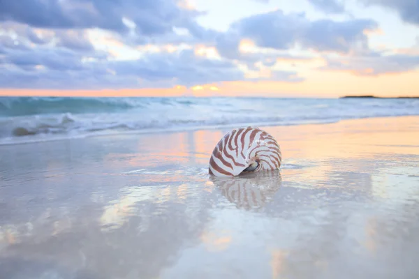 Shell Nautilus na mořské pláži, východ slunce. — Stock fotografie