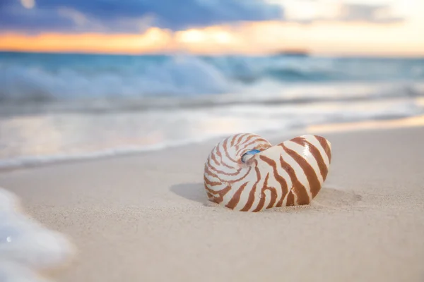 Skorupa nautilus na plaży morskiej, wschód słońca. płytka dof — Zdjęcie stockowe