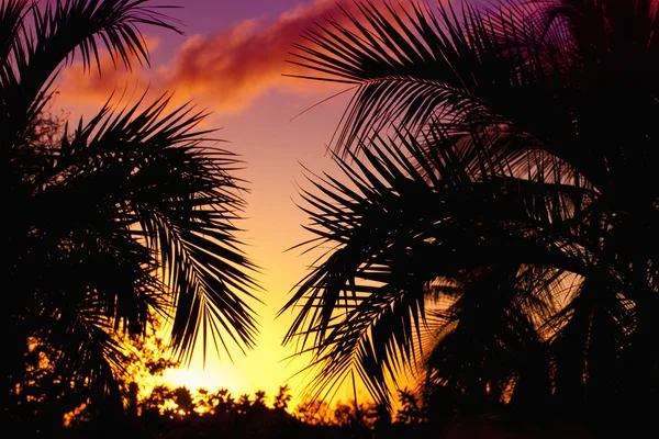 Silhueta de palmeiras ao pôr-do-sol em trópico, horizontal — Fotografia de Stock