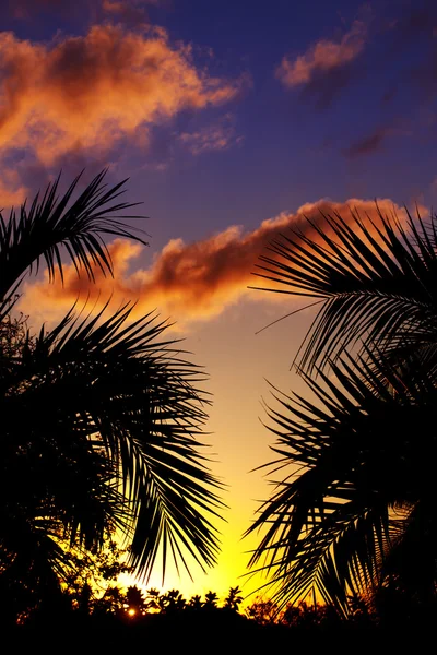 Silueta de palmeras al atardecer en el trópico — Foto de Stock