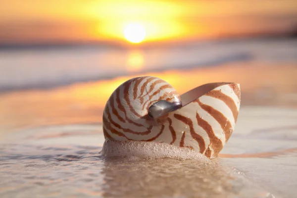 Nautilus shell en el mar, salida del sol, luz cálida — Foto de Stock