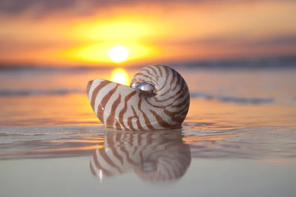 Nautilus shell in the sea , sunrise — Stock Photo, Image