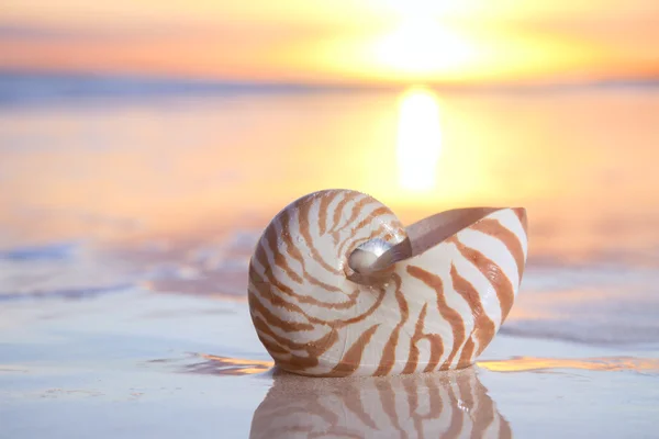 Coquille de nautilus dans la mer, lever du soleil — Photo