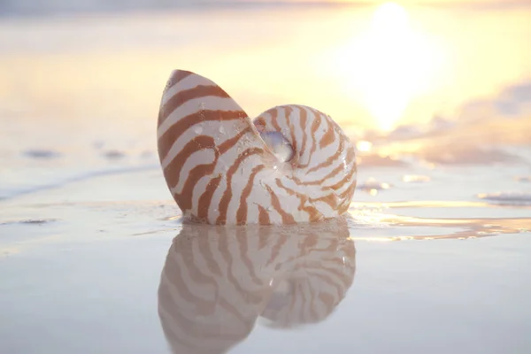 Nautilus shell in the sea , sunrise. highkey light, shallow dof — Stock Photo, Image
