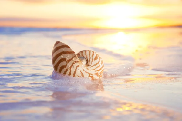 Coquille de nautilus dans la mer, lever du soleil — Photo