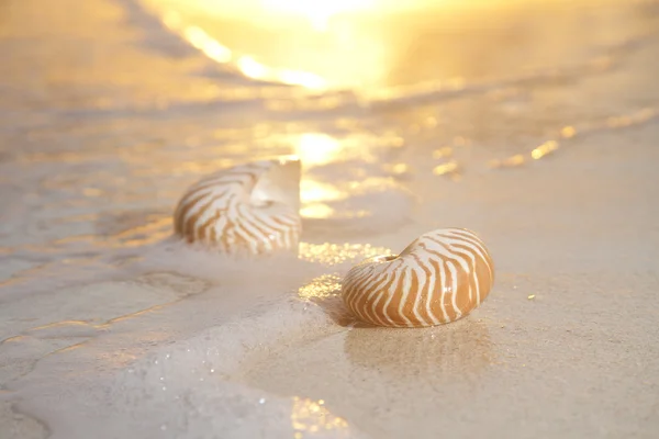 中海、 日出、 非常非常柔软温暖 ov 两个鹦鹉螺贝壳 — 图库照片