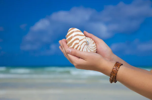 stock image Girls hands holding nautilus shell against sea and sky, shallow