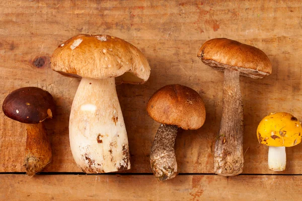 Diversi tipi di funghi selvatici su scatola di legno — Foto Stock