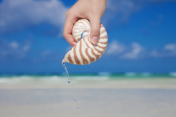 Dívky ruku nalití vody ze shellu nautilus proti moři a obloha — Stock fotografie