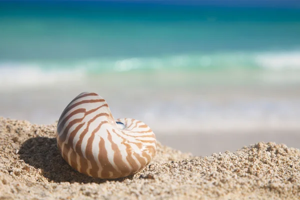 Nautilus kabuğu bir sahilde kum denize karşı — Stok fotoğraf