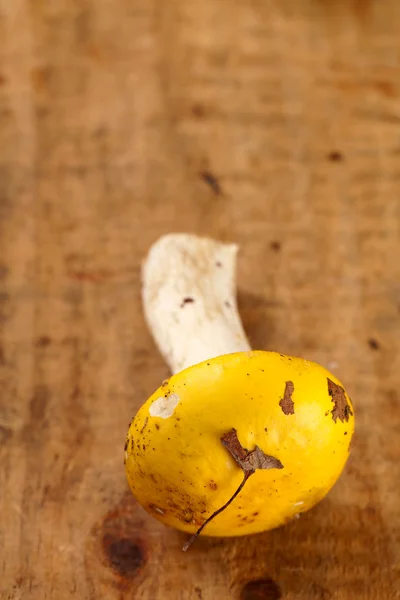 Taza amarilla hongo russule salvaje en caja de madera — Foto de Stock