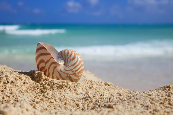 Nautilus shellon 海滩和蓝色热带海 — 图库照片