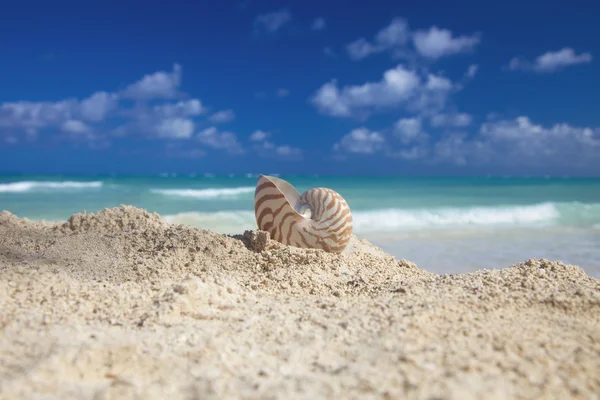 Nautilus shellon plaży i niebieski tropikalne morze — Zdjęcie stockowe