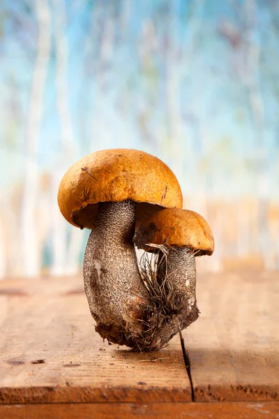 Апельсинова шапка гриб Болету на дерев'яній коробці — стокове фото
