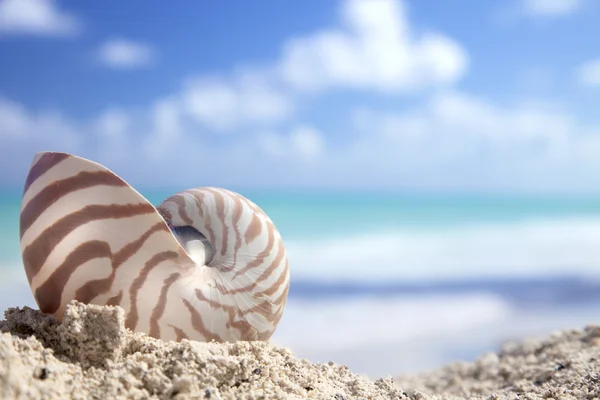 Nautilus powłoki na karaibskiej plaży — Zdjęcie stockowe