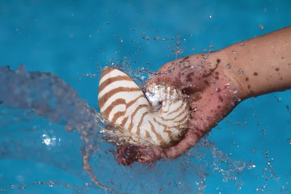 Stock image Girls hand holding nautilus shell and splash flowing water,