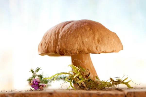 Натюрморт з білим болетом гриб вільний стоячи — стокове фото
