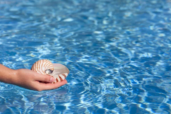女孩的手控股鹦鹉螺贝壳反对深蓝光水满 — 图库照片