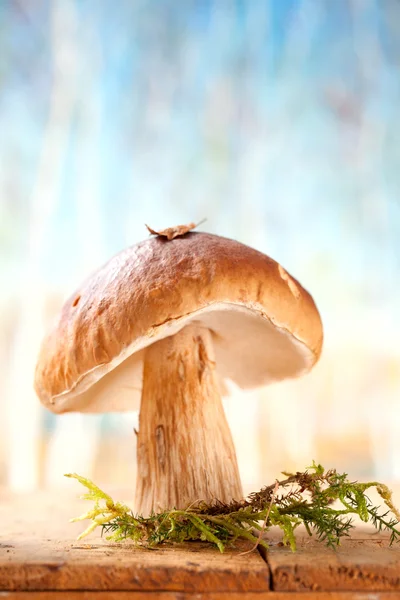 Nature morte avec champignon bolet blanc autoportant — Photo