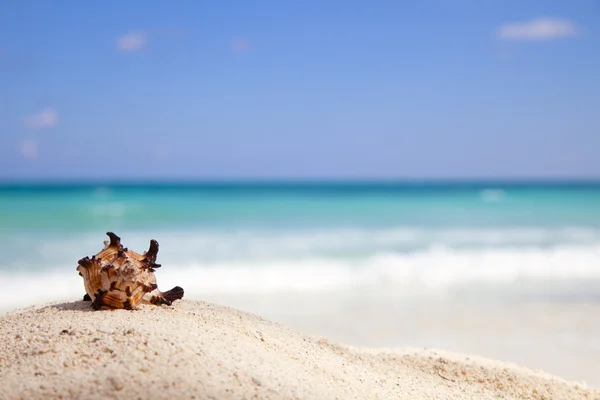 Murex Endivia concha do mar em uma praia — Fotografia de Stock