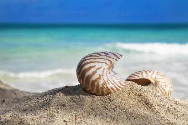 Zwei Nautilus-Muscheln am Strand und blaues tropisches Meer — Stockfoto
