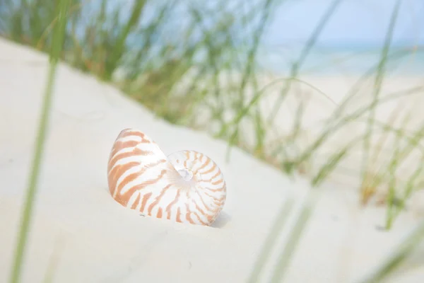 Cáscara de nautilus sobre arena, hierba de playa y fondo marino tropical —  Fotos de Stock