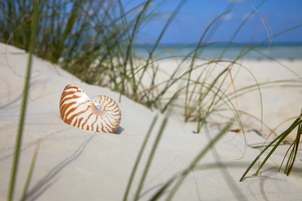 Nautilusschelp op strand gras en tropische zee — Stockfoto