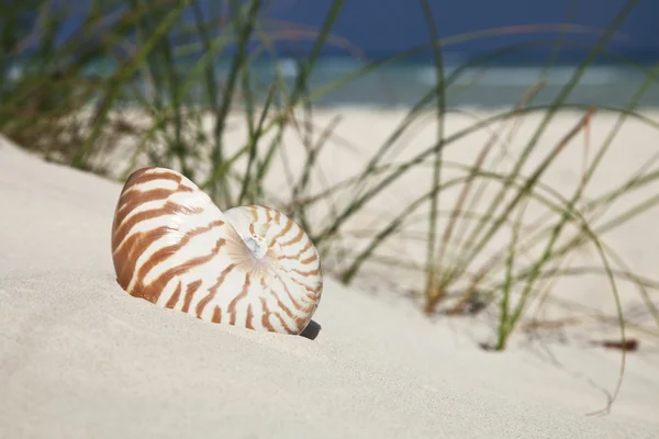 Casca de nautilus em grama de praia e mar tropical — Fotografia de Stock