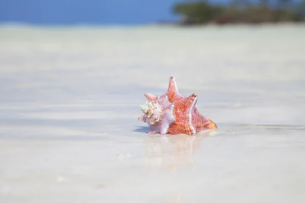 stock image Very sunny shell in the carribean sea