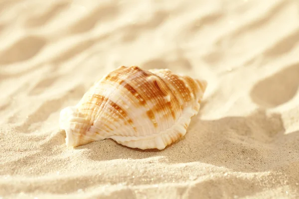 Яркая бурса на мелком белом пляжном песке, блеск — стоковое фото