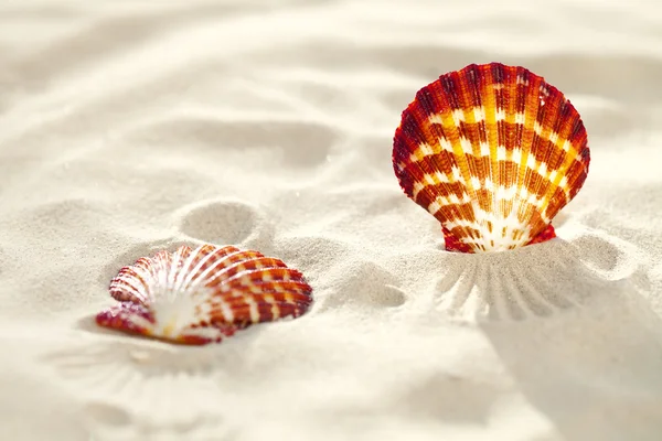 Яркая скорлупа на мелком белом пляжном песке — стоковое фото