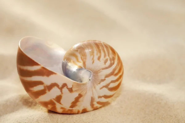 stock image Small nautilus shell on beach sand and tropical golden sun ligh