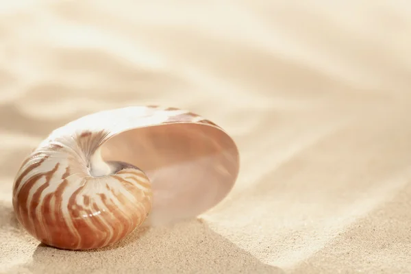 Petite coquille de nautilus sur sable de plage et soleil tropical doré — Photo