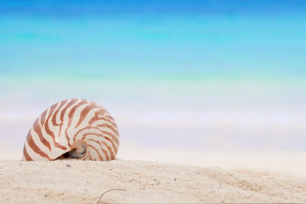 鹦鹉螺贝壳砂、 反对蓝色的大海的沙滩上 — 图库照片