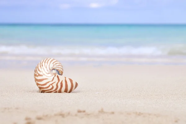 Concha de Nautilus na praia e mar tropical azul — Fotografia de Stock