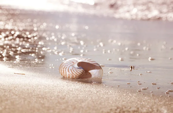 Guscio del Nautilus sulla spiaggia del mare, luce dell'alba — Foto Stock