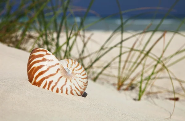 Скорлупа наутилуса на пляжной траве и тропическом море — стоковое фото