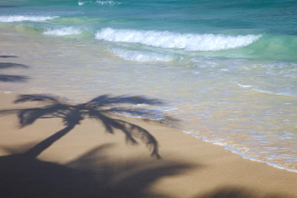 Karibikstrand mit Palmenschatten — Stockfoto