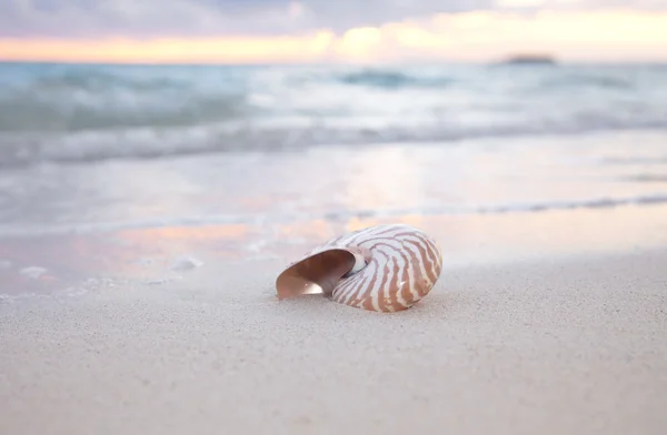 Nautilus-Muschel am Strand, Sonnenaufgang. — Stockfoto