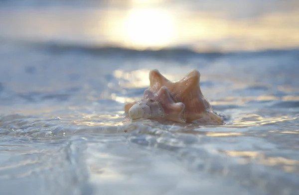Seashell in the sea on sun background — Stock Photo, Image