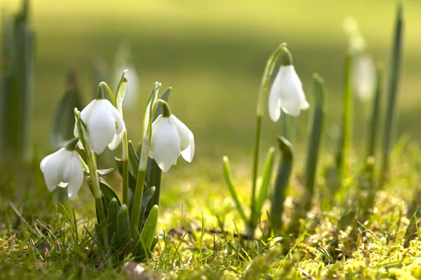 Snowdrop flowers in morning, soft focus, perfect for postcard — Stock Photo, Image