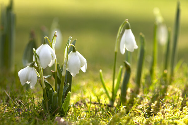 Snowdrop flowers in morning, soft focus, perfect for postcard
