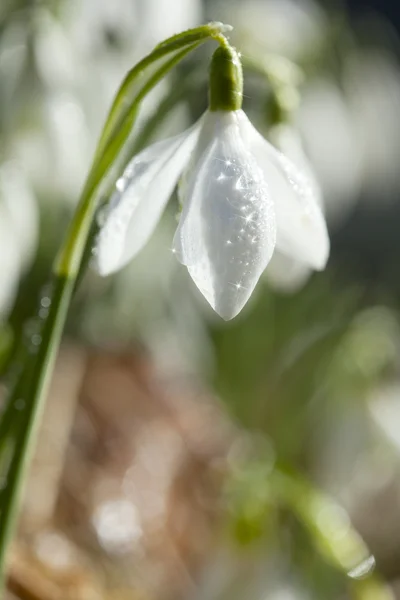 Jiskřící sněženka květ v ranní rosa, rozostřený, perfektní pro — Stock fotografie